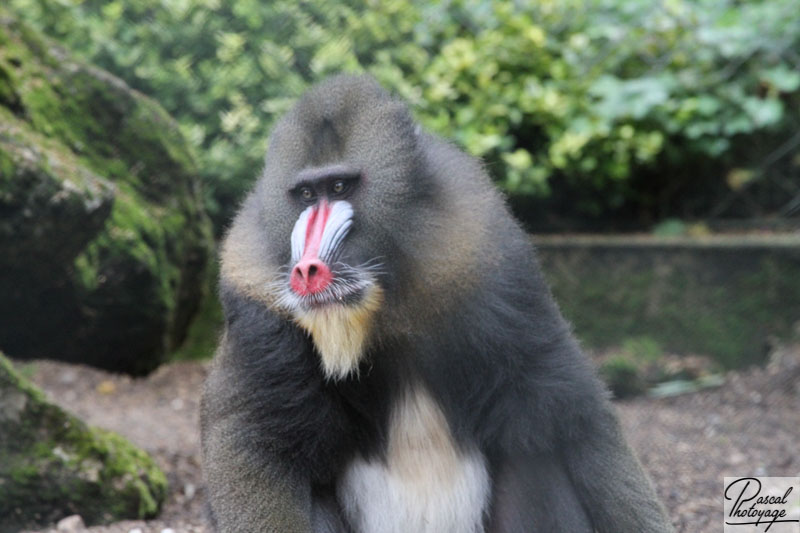 Zoo de La Flèche