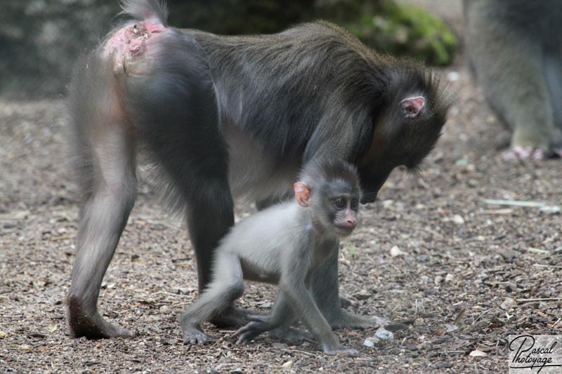 Zoo de La Flèche