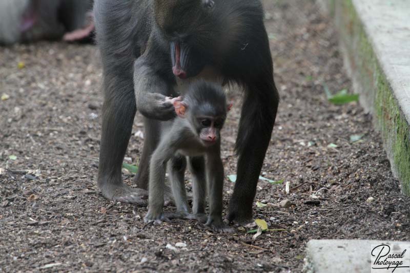 Zoo de La Flèche