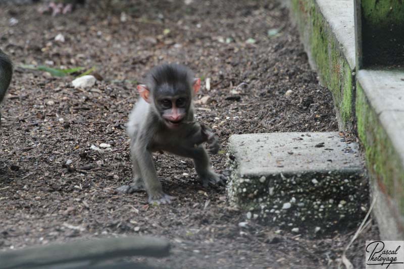 Zoo de La Flèche