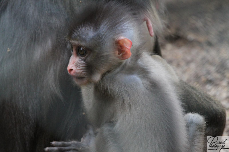 Zoo de La Flèche