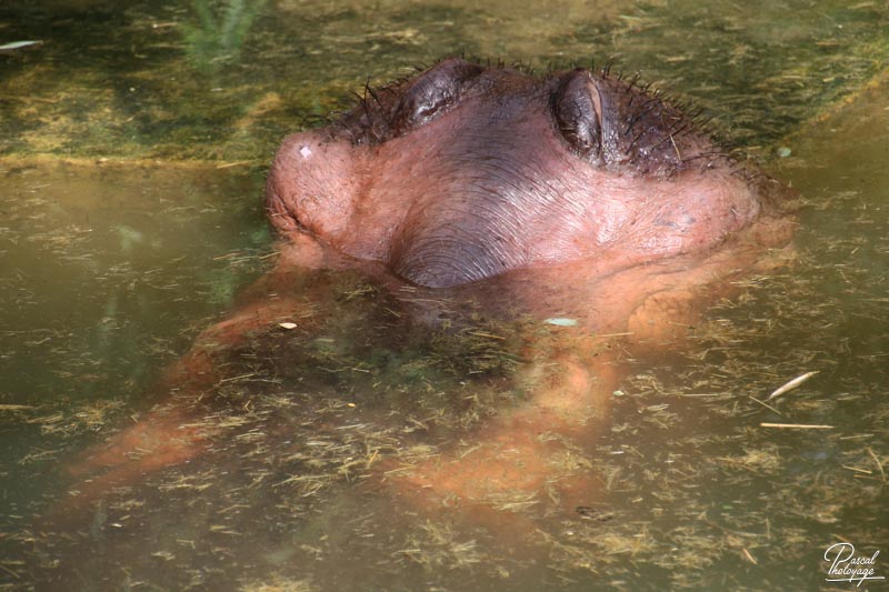 Zoo de La Flèche