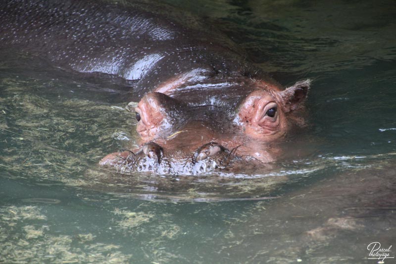 Zoo de La Flèche