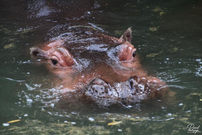 Zoo de La Flèche