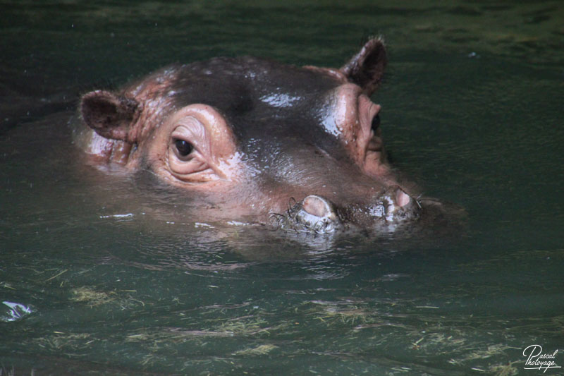 Zoo de La Flèche