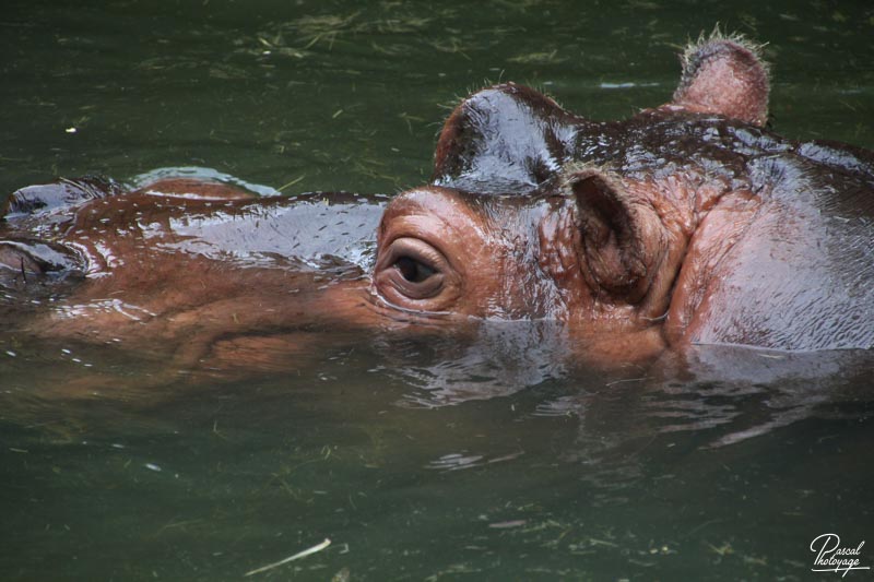 Zoo de La Flèche