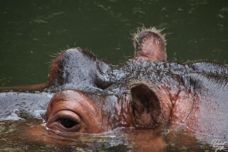 Zoo de La Flèche