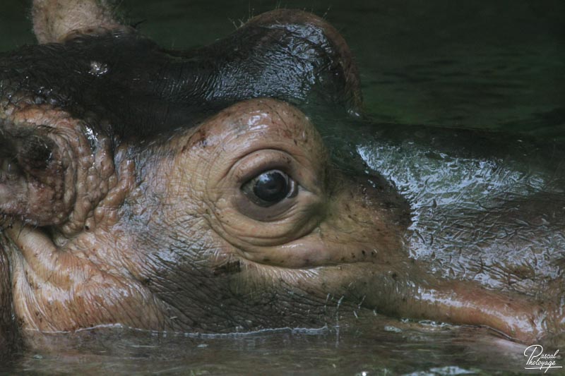 Zoo de La Flèche