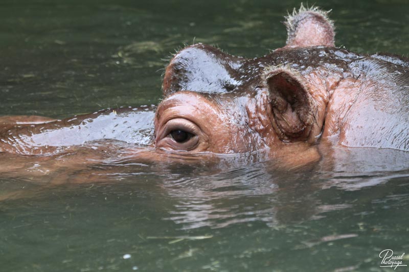 Zoo de La Flèche