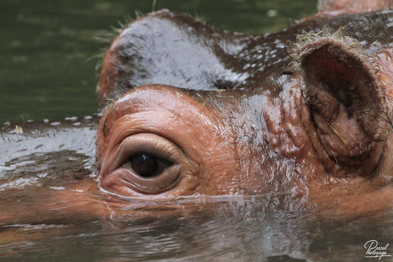 Zoo de La Flèche