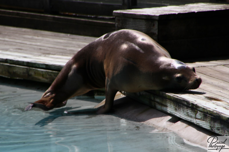 Zoo de La Flèche