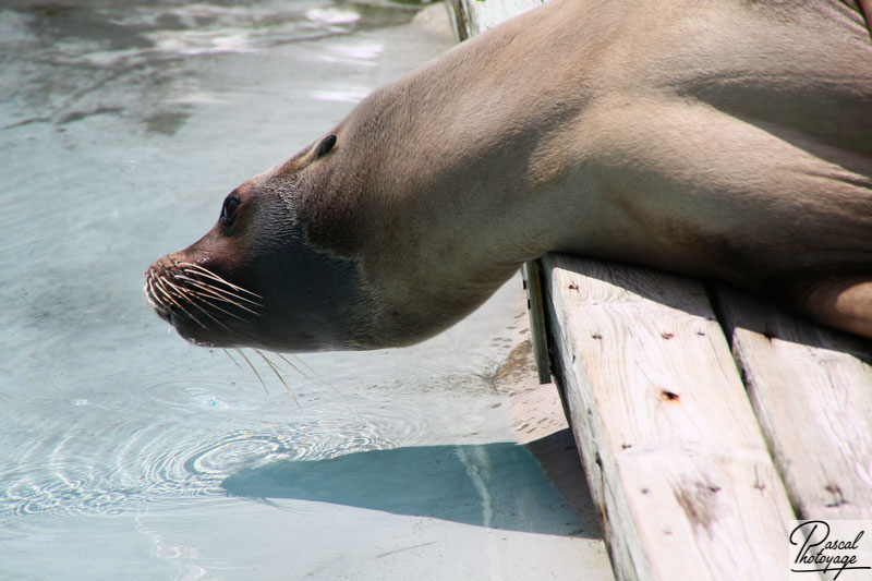 Zoo de La Flèche