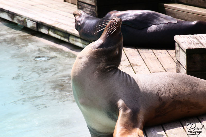 Zoo de La Flèche