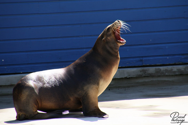 Zoo de La Flèche