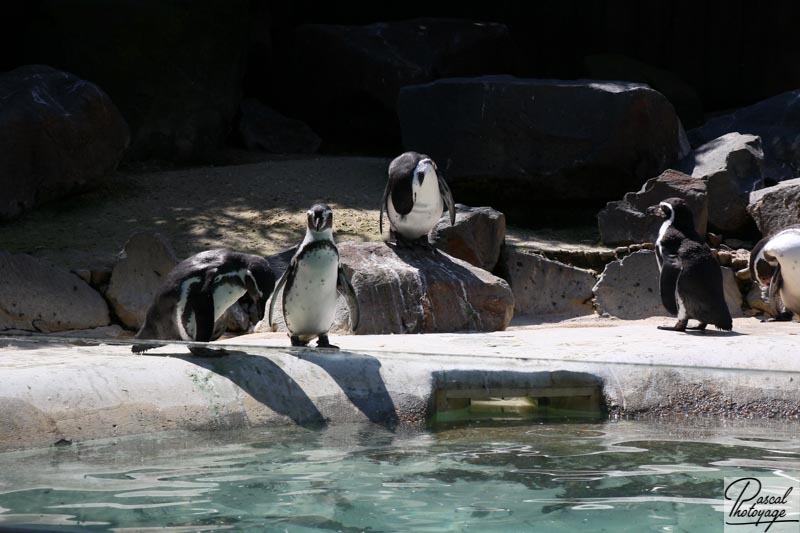 Zoo de La Flèche