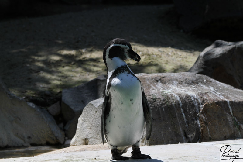 Zoo de La Flèche