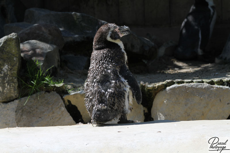 Zoo de La Flèche