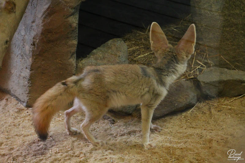 Zoo de La Flèche