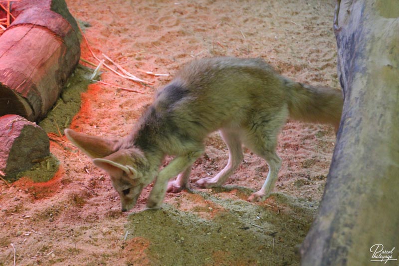 Zoo de La Flèche