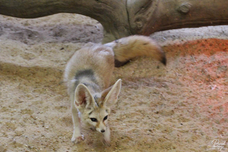 Zoo de La Flèche