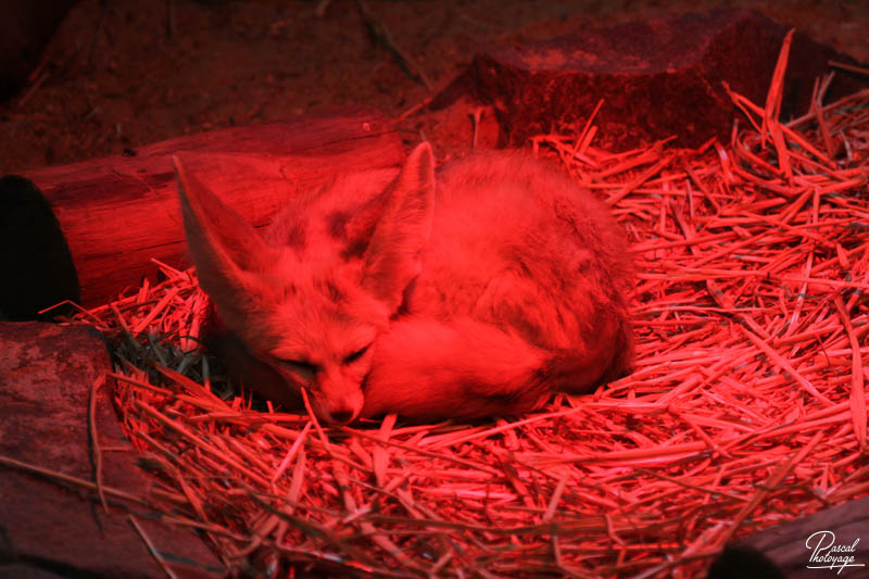 Zoo de La Flèche