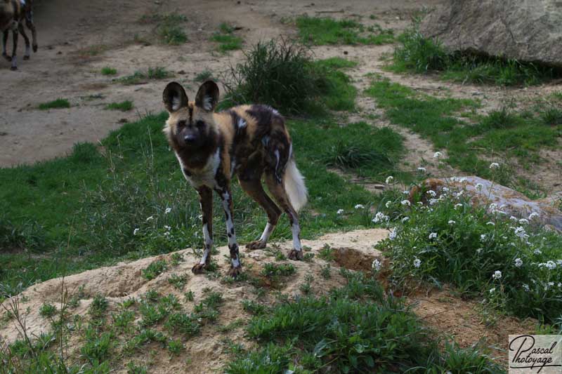 Réserve africaine de Sigean